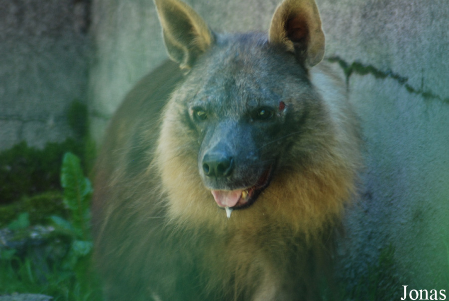 Hyaena brunnea